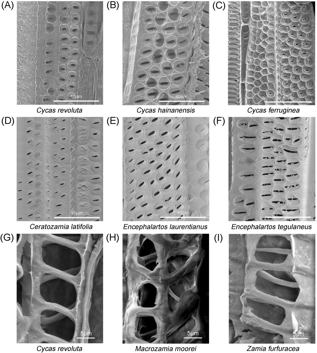 all+perforation plates